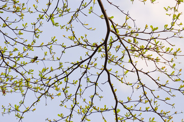 Young leaves bud and branches of tree and sky background 