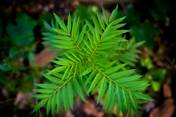 Small young green tree of flower on the ground