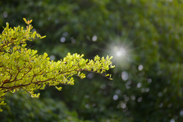 Young leaves or bud of tree with sunlight
