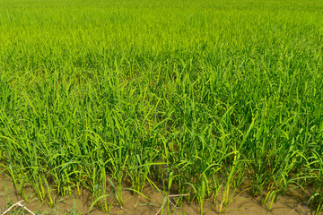 Green paddy or rice field background