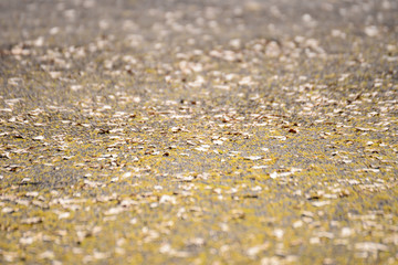 dry tree pollen fall on the ground 