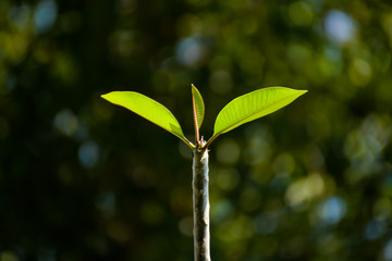 Young green tree leaves bud on the tree trunk with dark background