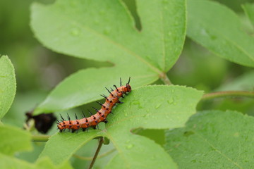 Caterpillar
