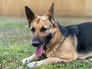 Gracie Mae 5