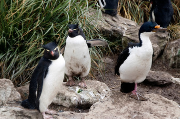 New Island Falkland Islands, Southern Rockhopper penguin and shag in tussac grass