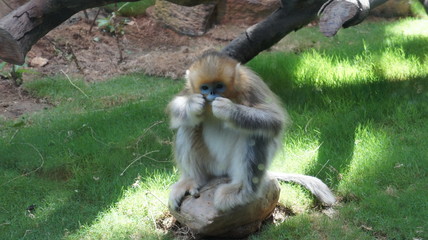 SONY DSC