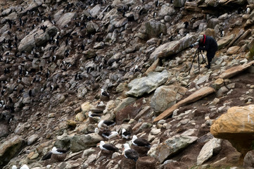 New Island Falkland Islands, photographer in Black-brow albatross and penguin rookery
