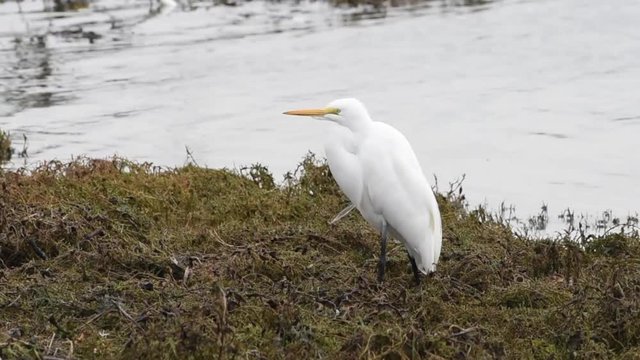 HD video of one Great Egret or common egret hunting in marsh water. They adapts well to human habitation and can be readily seen near wetlands and bodies of water in urban areas.