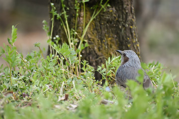 Cute bird, Bulbul in Japan (140-1)