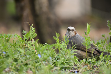 Cute bird, Bulbul in Japan (142)
