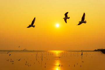 Fototapeta na wymiar Silhouette seagulls bird are flying over the sea during sunset