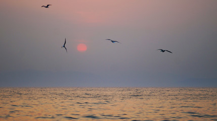 seagulls at sea sunset