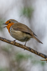 European robin (Erithacus rubecula)