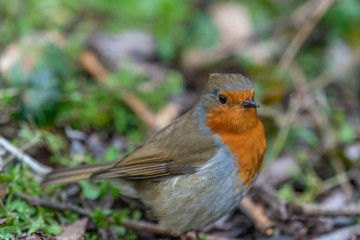 European robin (Erithacus rubecula)