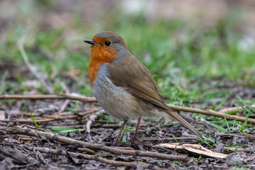 European robin (Erithacus rubecula)