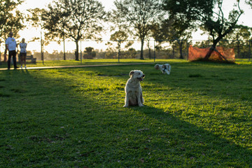 Dog siting happy