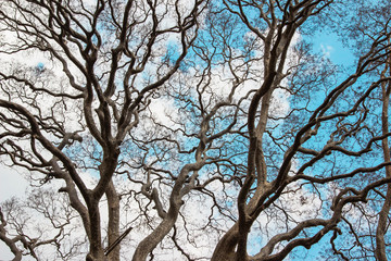 The old and completely dry tree background.