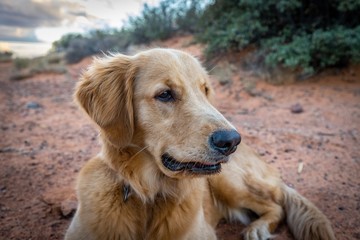 Beautiful Golden Retriever Family Dog