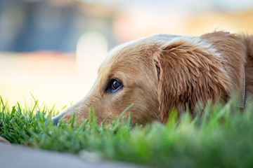 Beautiful Golden Retriever Family Dog