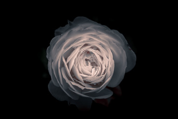 Beautiful Single Rose with Waterdrops on Black Background, Black and White style