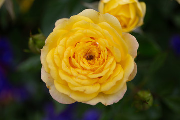 Beautiful Single Rose with Waterdrops on Black Background, Vintage style
