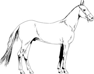 race horse without a harness drawn in ink by hand in full length