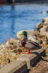 Obraz premium mallard duck