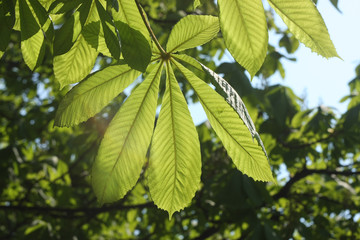 green leaves of a chestnut