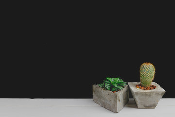 succulent and cactus