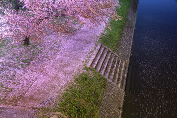 愛知-岡崎城公園