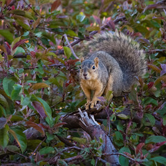 Eye to Eye With the Squirrel