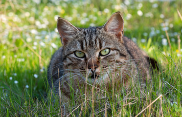 Naklejka na ściany i meble adult domestic cat lying in grass and daisies