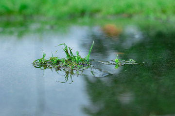 beautiful mirror of grass at stagnant water, Round Galingale, Cyperus rotundus