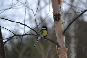great tit on branch