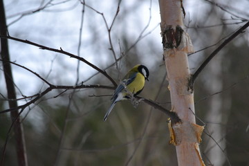 great tit on branch