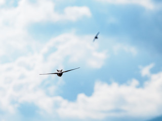 The swift flight of swallows