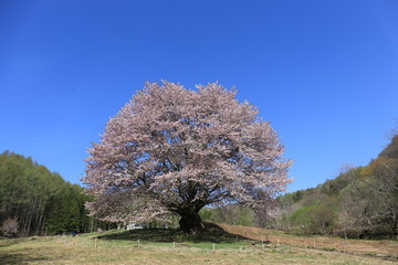 群馬-天王桜