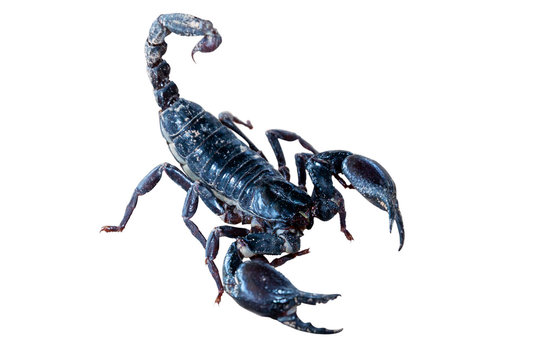 Scorpion isolated on a white background. File contains with clipping path.