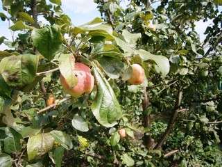 apples on a branch