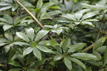 Obraz premium Lirios 1.0