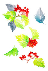 Set of abstract rowan branch with leaves. Watercolor illustration isolated on white background