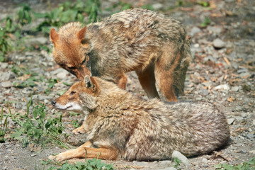 Two jackals resting on rocky ground on a summer day. Golden jackal Canis aureus 