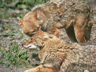Naklejka na ściany i meble Two jackals resting on rocky ground on a summer day. Golden jackal Canis aureus