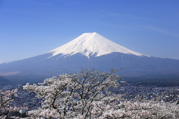 Fototapeta premium 山梨-富士山