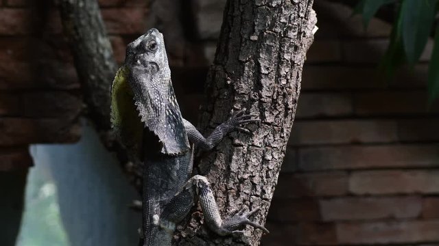 Chlamydosaurus, Frilled Neck Lizard on a tree - Chlamydosaurus kingii