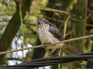 Asian Koel (Eudynamys scolopaceus) race 