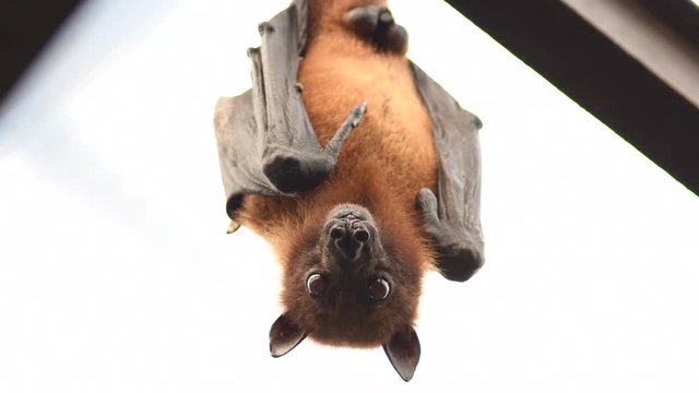 Indian flying fox bat on the roof looking to camera - Pteropus giganteus