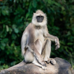 Alpha Male Southern Plains Gray Langur (Semnopithecus dussumieri). The Nilgiris, Tamil Nadu, India