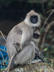 Female Southern Plains Gray Langur (Semnopithecus dussumieri). The Nilgiris, Tamil Nadu, India
