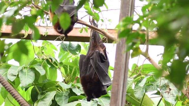 Indian flying fox bat sleeping on the roof - Pteropus giganteus